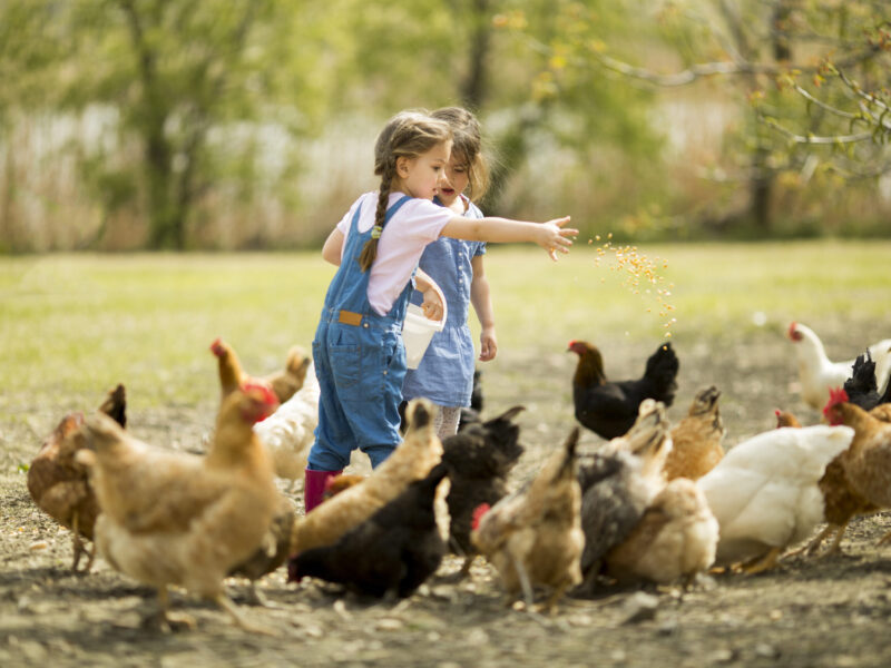 De leukste boerderij-uitjes in Nederland