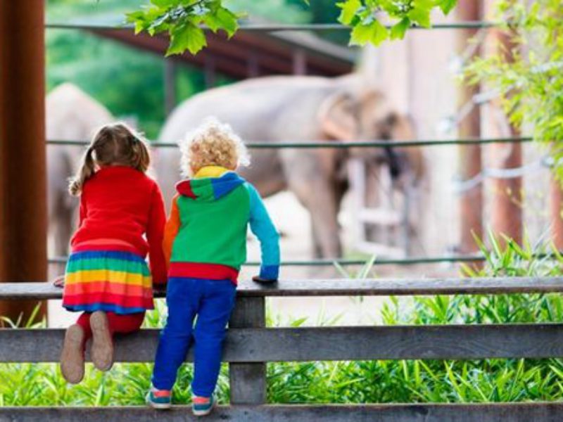 De 5 leukste dierentuinen van Nederland en België voor kinderen